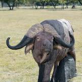 TARGET ANIMAL 1000X700 AO BUFFALO